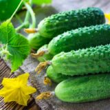 Еколь F1 насіння огірка партенокарпічного (Syngenta) 50 шт - Зображення 2