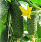 Кібрія F1 насіння огірка партенокарпічного (Rijk Zwaan) 10 шт - Зображення 2