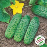 Кібрія F1 насіння огірка партенокарпічного (Rijk Zwaan) 10 шт - Зображення 3