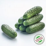 Мадрілене насіння огірка партенокарпічного (Seminis) 10 шт - Зображення 3