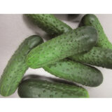 Мірабелл F1 насіння огірка партенокарпічного (Seminis) 10 шт - Зображення 2