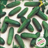 Мірабелл F1 насіння огірка партенокарпічного (Seminis) 10 шт - Зображення 3