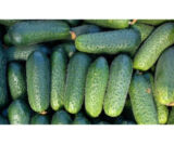 Огірок Престо F1, 10 шт. (Власне фасування з оригінального упакування), (Rijk Zwaan). - Зображення 3