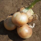 Кенді F1 насіння цибулі ріпчастої жовтої (Seminis) 100 шт - Зображення 2