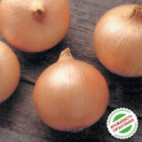 Кенді F1 насіння цибулі ріпчастої жовтої (Seminis) 100 шт - Зображення 3