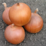 Пандеро F1 насіння цибулі ріпчастої (Nunhems Zaden) 1 г - Зображення 2