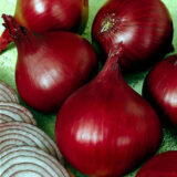 Ред Барон насіння цибулі ріпчастої (Bejo) 200 шт - Зображення 2