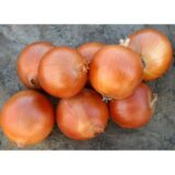 Універсо F1 насіння цибулі ріпчастої жовтої (Nunhems) 200 шт - Зображення 3