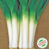 Порбелла насіння цибулі порей (Hazera) 100 шт - Зображення 3