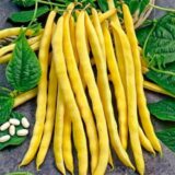 Золота зірка насіння квасолі спаржевої (Садиба центр) 20 г - Зображення 2