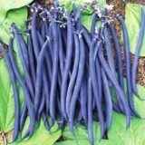 Квасоля овочева спаржева Перпл Квін (Професійне насіння ) 10 г, - Зображення 2