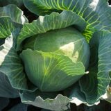 Зенон F1 насіння капусти білоголової (Syngenta) 20 шт - Зображення 2