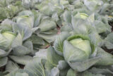 Зенон F1 насіння капусти білоголової (Syngenta) 20 шт - Зображення 4
