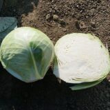 Зенон F1 насіння капусти білоголової (Syngenta) 20 шт - Зображення 5