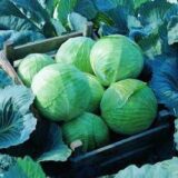 Леннокс F1 насіння капусти білоголової (Bejo) 20 шт - Зображення 3
