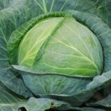 Леннокс F1 насіння капусти білоголової (Bejo) 20 шт - Зображення 2
