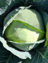 Бронко F1 насіння капусти білоголової (Bejo) 20 шт - Зображення 4