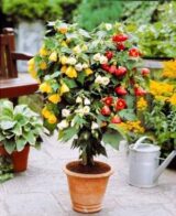 Абутілон суміш (mix) насіння (кімнатний клен, канатник) (Hem Zaden) 0.1 г - Зображення 3