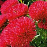 Принцеса яскраво-червона  насіння айстри (Hem Zaden) 0.2 г - Зображення 2