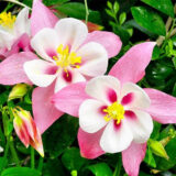 Королівська роза насіння аквілегії (Hem Zaden) 0.1 г - Зображення 2