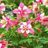 Королівська роза насіння аквілегії (Hem Zaden) 0.1 г - Зображення 3