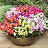 Снеппі F1 суміш насіння антірінума карликового (Hem Genetics) 20 шт - Зображення 2