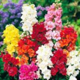 Твінні F1 суміш (mix) насіння антірінума (Hem Genetics ) 20 шт - Зображення 2