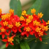 Асклепіас тубероза насіння (Hem Zaden) - Зображення 2