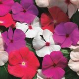 Хетвейв суміш (mix) насіння барвінка (Hem Genetics) - Зображення 2