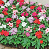 Хетвейв суміш (mix) насіння барвінка (Hem Genetics) - Зображення 3