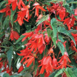 Копакабана F1 червона, насіння бегонії ампельної (Cerny) 10 шт - Зображення 2