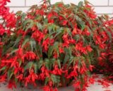 Копакабана F1 червона, насіння бегонії ампельної (Cerny) 10 шт - Зображення 3