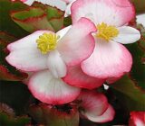 Наход F1 насіння бегонії вічноквітучої (Cerny) 10 шт - Зображення 3