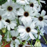 Брахікома біла (white) насіння (Hem Zaden) 0.1 г - Зображення 2