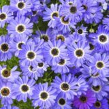 Брахікома блакитна (блакитний вогник) насіння (Hem Zaden) - Зображення 2