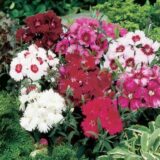 Діана F1 суміш (mix) насіння гвоздики китайської (Hem Genetics) 10 шт - Зображення 3