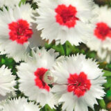 Карусель насіння гвоздики китайської (Hem Zaden) 0.1 г - Зображення 2