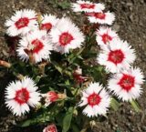 Карусель насіння гвоздики китайської (Hem Zaden) 0.1 г - Зображення 4