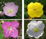 Жовта Ріка насіння Енотери місурійська (Hem Zaden) 0.1 г - Зображення 5