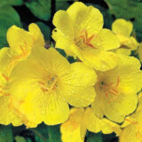 Жовта Ріка насіння Енотери місурійська (Hem Zaden) 0.1 г - Зображення 2