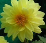 Жоржина Жовтий дим насіння (Hem Zaden) 0.1 г - Зображення 3