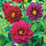 Жоржина Фіолетовий дим насіння (Hem Zaden) 0.1 г - Зображення 2