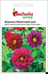 Жоржина Фіолетовий дим насіння (Hem Zaden) 0.1 г