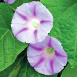 Іпомея Каприз, блакитна з фіолетовим насіння (Hem Zaden) 0.3 г - Зображення 2