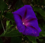 Іпомея Пурпурно-чорна насіння (Hem Zaden) 0.5 г - Зображення 3