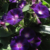 Іпомея Пурпурно-чорна насіння (Hem Zaden) 0.5 г - Зображення 2