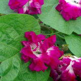 Іпомея махрова  Розіграш насіння (Hem Zaden) 0.2 г - Зображення 2