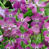 Матіола бікорніс Вечірній Аромат насіння (PanAmerican Seed) 0.2 г - Зображення 2