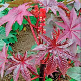 Рицина Гібсона (Hem Zaden) 3 шт - Зображення 2