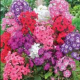 Флокс Холодне Полум’я насіння (Hem Zaden) 0.1 г - Зображення 2